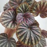 Бегония Малайзия от Завода ФЛОРА