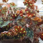 Бегония Бауэра Тигровая - фото 1 от Завода ФЛОРА