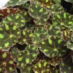 Бегония Бауэра Тигровая - фото 4 от Завода ФЛОРА