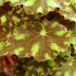 Бегония Бауэра Тигровая - фото 3 от Завода ФЛОРА