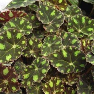 Бегония Бауэра Тигровая - фото 4 от Завода ФЛОРА