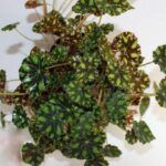 Бегония Бауэра Тигровая - фото 2 от Завода ФЛОРА