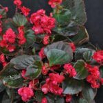 Бегония вечноцветущая Gumdrop Coco Rеd от Завода ФЛОРА