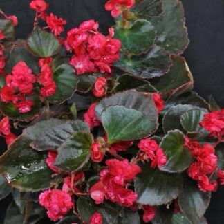 Бегония вечноцветущая Gumdrop Coco Rеd от Завода ФЛОРА