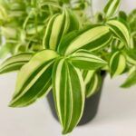 Традесканция Yellow Hill от Завода ФЛОРА