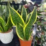 Сансевиерия Трифасциата Лауренти D12 - фото 2 от Завода ФЛОРА