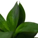 Сансевиерия Ханни D11 - фото 1 от Завода ФЛОРА