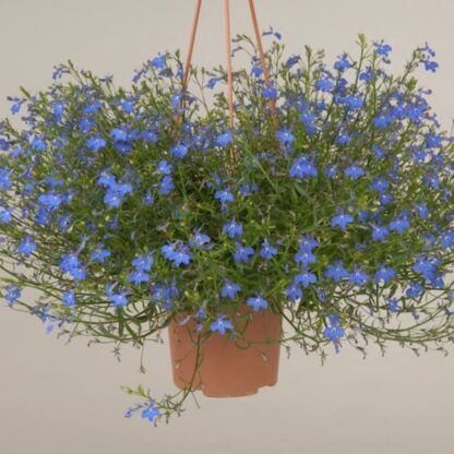 Лобелия Anabel Brilliant Blue (0,1л)