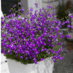 Лобелия Laguna Violet - фото 1 от Завода ФЛОРА