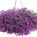 Лобелия Laguna Violet от Завода ФЛОРА