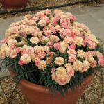 Гвоздика Sweet Pleasure Apricot от Завода ФЛОРА