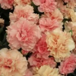 Гвоздика Sweet Pleasure Apricot - фото 1 от Завода ФЛОРА