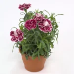 Гвоздика Super Trouper Diwali - фото 1 от Завода ФЛОРА