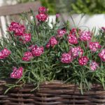 Гвоздика Diantica Strawberry Cream - фото 1 от Завода ФЛОРА