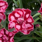 Гвоздика Diantica Strawberry Cream от Завода ФЛОРА