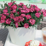 Гвоздика Diantica Strawberry Cream - фото 3 от Завода ФЛОРА