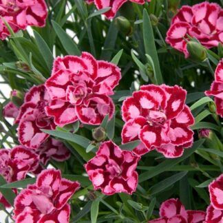 Гвоздика Diantica Strawberry Cream - фото 2 от Завода ФЛОРА