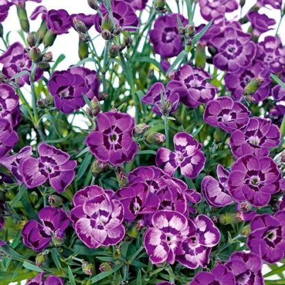 Гвоздика Diantica Violet Blue (срезы/3шт) — изображение 2