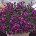 Гвоздика Diantica Violet Blue - фото 2 от Завода ФЛОРА