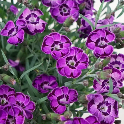 Гвоздика Diantica Violet Blue (срезы/3шт)