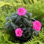 Гвоздика Oscar Neon Pink - фото 2 от Завода ФЛОРА