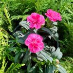 Гвоздика Oscar Neon Pink - фото 1 от Завода ФЛОРА