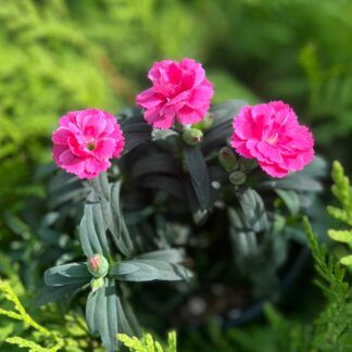 Гвоздика Oscar Neon Pink от Завода ФЛОРА