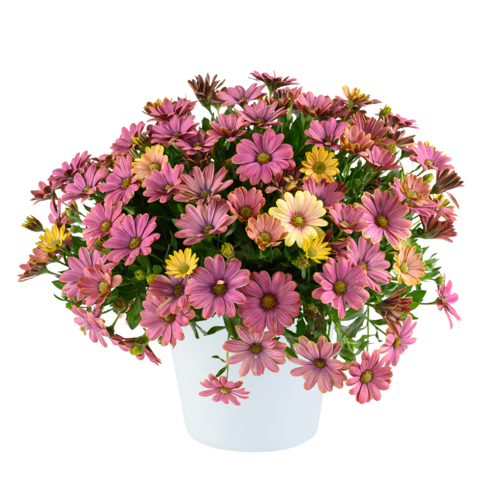 Остеоспермум Osticade Twilight Moon - фото 1 от Завода ФЛОРА