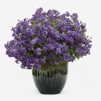 Немезия Honey Dark Blue (0,1л)