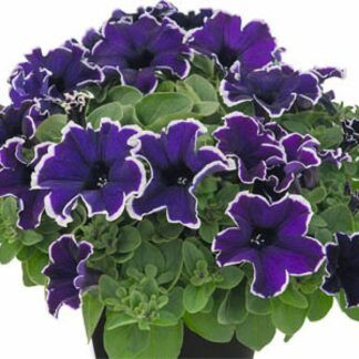 Петуния Crazytunia Blue Picotee (0,1л)