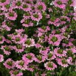 Сцевола Baby Pink Touch от Завода ФЛОРА