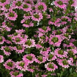 Сцевола Baby Pink Touch от Завода ФЛОРА