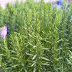 Розмарин Маресме - фото 1 от Завода ФЛОРА