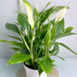 Спатифиллум Алана от Завода ФЛОРА