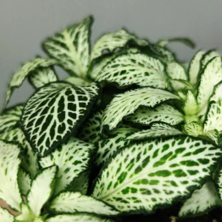 Фиттония Белая Форест Флейм (Fittonia White Forest Flame) 0,1л