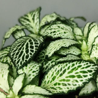 Фиттония Белая Форест Флейм  0,1л от Завода ФЛОРА