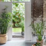 Циперус очереднолистный - фото 2 от Завода ФЛОРА