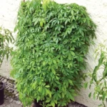 Джиаогулан от Завода ФЛОРА