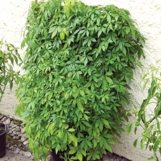 Джиаогулан от Завода ФЛОРА