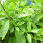 Джинура от Завода ФЛОРА