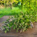 Мята Посульская линалоольная от Завода ФЛОРА