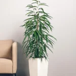 Фикус Биннендийка Али от Завода ФЛОРА