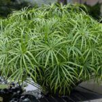 Циперус очереднолистный - фото 1 от Завода ФЛОРА