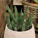 Гастерия Веррукоза - фото 1 от Завода ФЛОРА