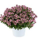 Сцевола Baby Pink Touch - фото 1 от Завода ФЛОРА