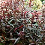 Альтернантера Sessilis Rubra от Завода ФЛОРА