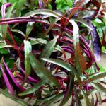 Альтернантера Sessilis Rubra - фото 1 от Завода ФЛОРА