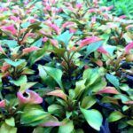 Альтернантера Reineckii Amoena от Завода ФЛОРА