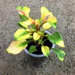 Альтернантера Reineckii Amoena - фото 2 от Завода ФЛОРА