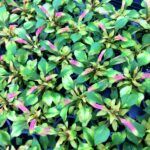 Альтернантера Reineckii Amoena - фото 1 от Завода ФЛОРА